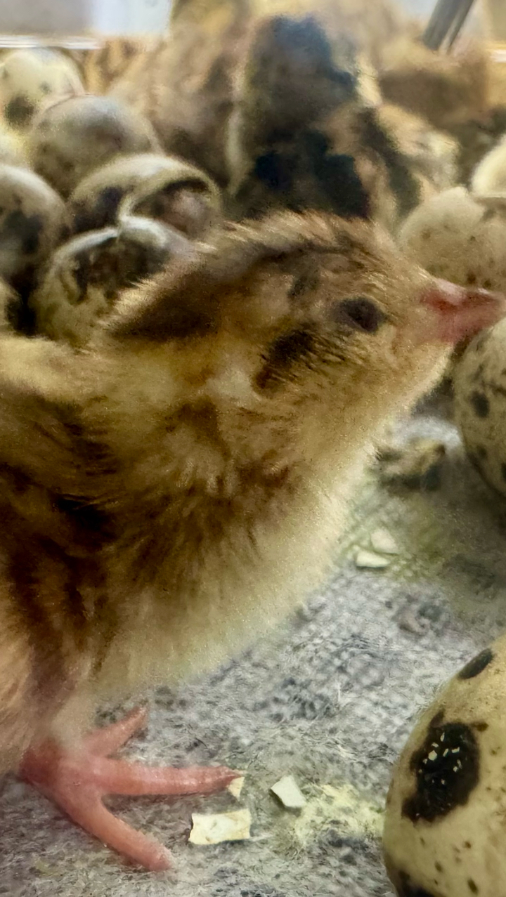Coturnix Quail Chicks 2